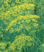 Grow In US Dill Seed Mammoth Long Island Heirloom Non Gmo 500 Seeds Spice - £14.81 GBP