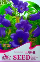 New Fresh Canterbury Bells Perennial Flower Seeds Pack 30 Seeds / Pack A267 - $5.73