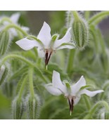 White Borage Bianca Starflower Tailwort New Fresh - $168.97 MXN