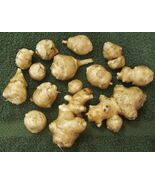 Jerusalem Artichokes Sunchoke Tubers from my "Organic" Indiana Garden 4oz - 1 lb - $11.00 - $15.00