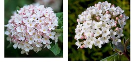 12-24&quot; Tall - Burkwood (Mohawk) Viburnum Shrub - Gallon Pot - Live Potted Plant - $142.99