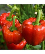25 Sweet Yolo Wonder L Pepper Seeds ~ Heirloomseedguy ~ 2025 ~ - $7.99