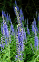 Blue Veronica Longfolia 160 Seeds, Speedwell,  , Flowers From US - $8.79