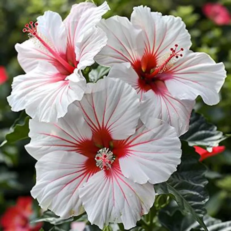 AMAZING 100 Giant Red White Hibiscus Seeds - sinensis Garden Flower Seed... - $40.92 MXN