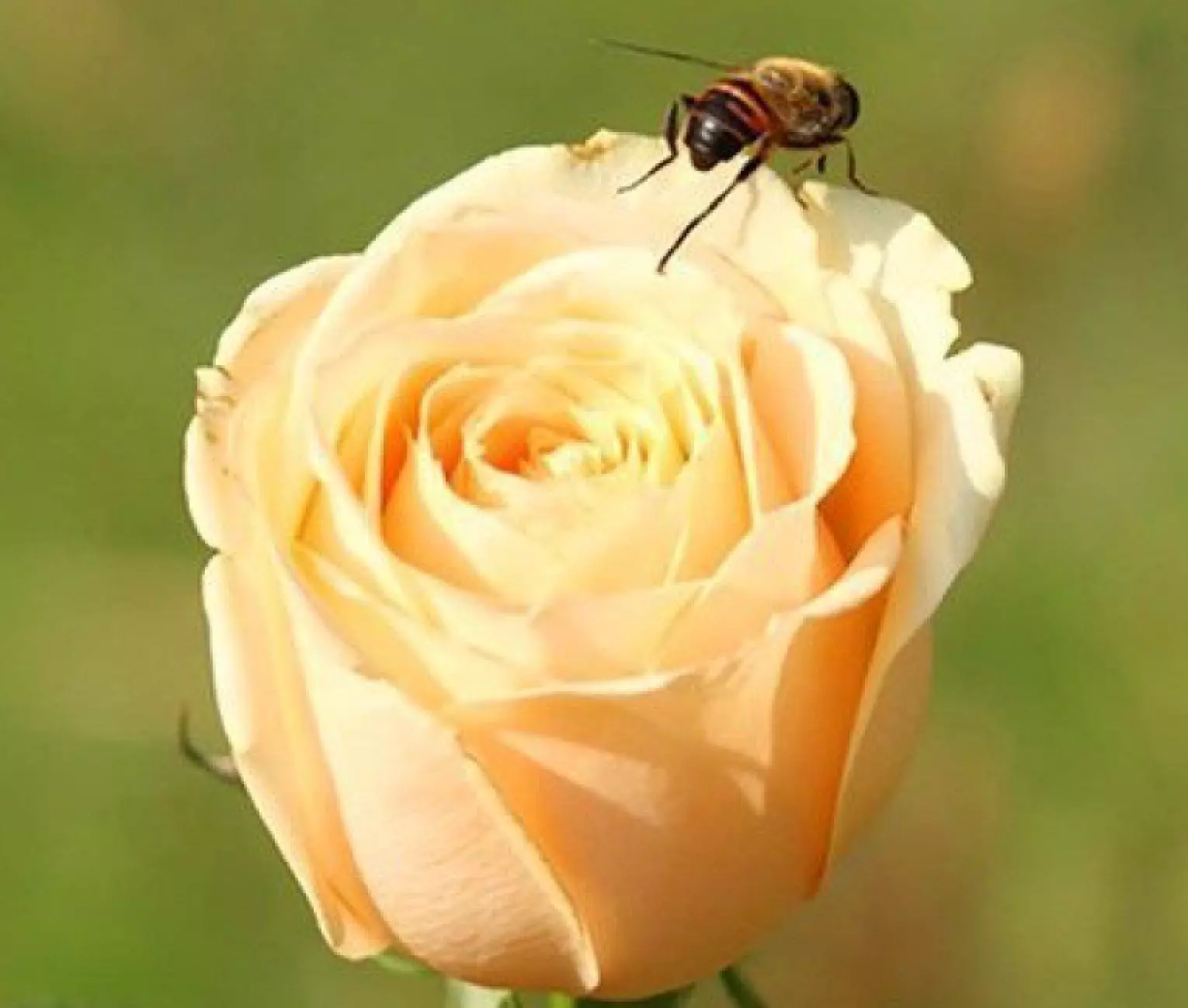20 SEEDS for CLASSIC CHAMPAGNE YELLOW Rose flower - $13.65