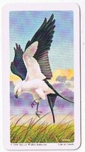 North American Wildlife In Danger Tea Card #41 Swallow Tailed Kite 1970 - $0.98