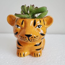 Live Succulent in Tiger Planter, Orange Ceramic Animal, Red Crassula Rub... - £17.22 GBP