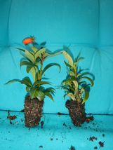 Bolivian Sunset Gloxinia Sylvatica Plant Attracts Hummingbirds &amp; Butterflies - £38.36 GBP