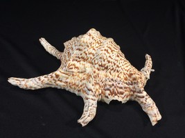 Spider Conch Type Shell Approximately 9&quot; Long - £39.86 GBP