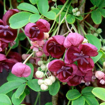 Akebia Quinata Chocolate Vine 1 Plant Fresh Seeds - £34.58 GBP