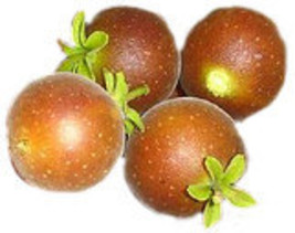 7 Ceylon Gooseberry Seeds-1030 - £3.11 GBP