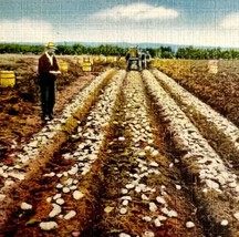 Potato Digging In Maine Postcard Agriculture Farming c1930s DWS5B - £15.97 GBP