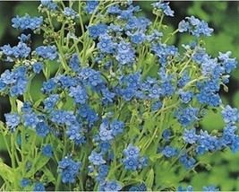 500 Blue Chinese Forget Me Not Amabile Flower Seeds A141 Fresh - $10.25