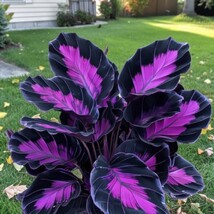 Purple Tip Calathea Couture - The Versatile Plant for Indoor &amp; Outdoor C... - $3.45