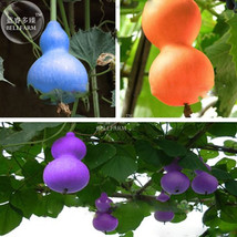6PCS Blue Orange Purple Bottle Gourd Seeds Annual Home Garden Beautiful Decorati - £5.41 GBP