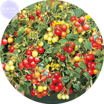 Tumbling Red Yellow Tomato 100 tasty juicy intersting cherry fruits E4172 - £6.68 GBP