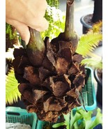 giant King fern Angiopteris evecta 1 Fresh root for growing ThailandMrk - $6.86 CAD