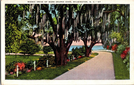Scenic Drive of Moss Draped Oaks Wilmington NC Vintage Postcard B4 - £5.15 GBP