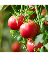 Wisconsin 55 Tomato Seeds, Heirloom, NON-GMO, Short Season Tomato, FREE ... - $2.75 CAD+