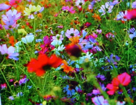 Two Pounds (32 Ounces) Perennial Wildflower Seeds. 22 Variety Mixture Of Seeds - £111.57 GBP