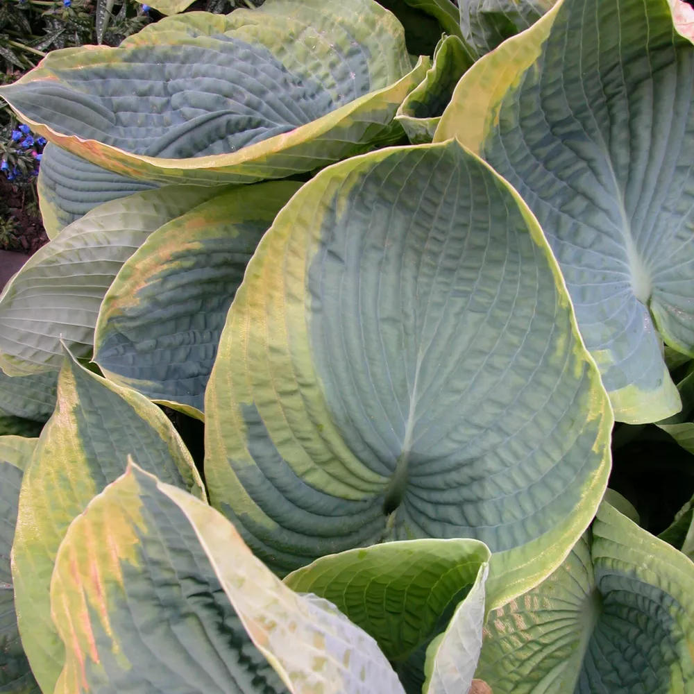 Hosta Frances Williams Rooted 5.25 Inch Pot Blue - $32.92