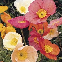 35 Seeds Poppy Champagne Bubbles Mix Nudicaule Popaver Perennial Flower - $16.65