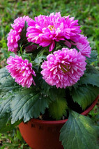 Seeds 30 Duchess Pink Paeony Aster French Peony Callistephus Flower Seeds *Comb - £21.24 GBP