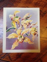 Vtg 40s Brownie Yellow Purple Exotic Cymbidium Boat Orchid Blank Greetin... - $24.99