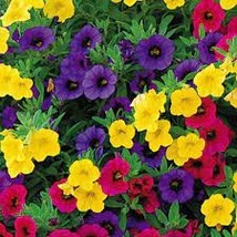 100 Seeds Mini Calibrchoa Million Bells Annual Flower Bonsai - $11.28