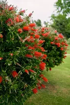 SYST 100 Seeds Crimson Bottle Brush Red Flowering Tree  - $9.50