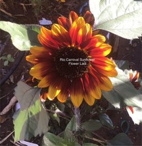 Sunflower Pot Rio Carnival Dwarf New Variety+20 Seeds+Buy 2 Get 1 Free - £6.09 GBP