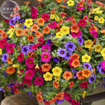 Xiao Jiujin Hanging Mixed Petunia Seeds 200 Seeds Pack A Must For Hangin... - $4.80