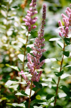 seeds 50 Pink STEEPLEBUSH Hardhack Meadowsweet Spirea Spiraea Tomentosa Shrub Se - £20.85 GBP