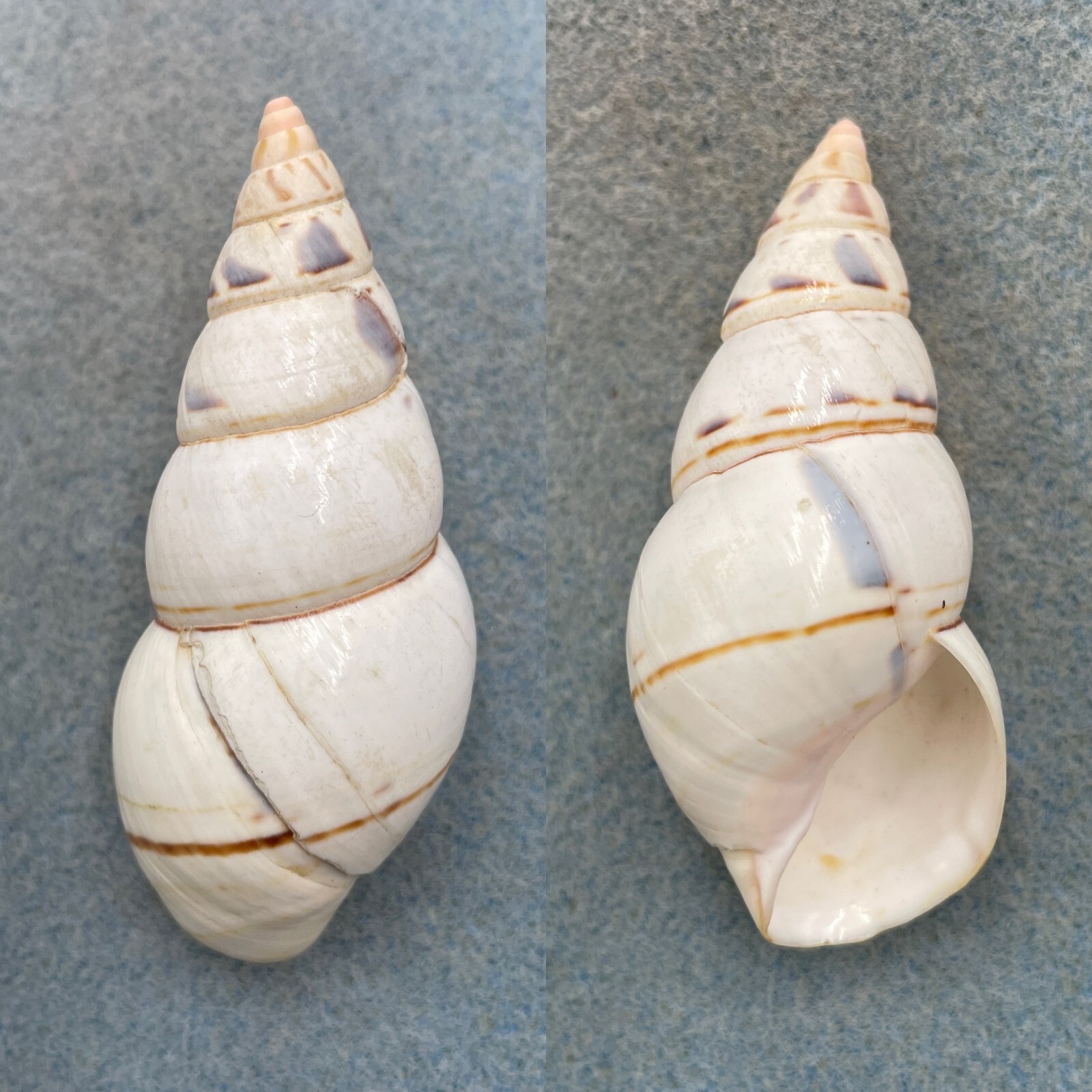 #5 Liguus fasciatus osmenti 65.1mm F+ Pinecrest - £8.95 GBP