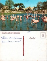 Florida Tampa Busch Gardens Flamingos Written On Vintage Postcard - £7.37 GBP