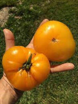 SEPTH 50 Seeds Barnes Mountain Yellow Tomato Juicy Tomatoe Vegetable Garden Edib - $5.49