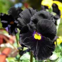 Pansy Black Flower Seeds Viola x Wittrockiana 50 Seeds Fresh Seeds USA - $12.98