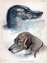 10822.Decor Poster.Room wall.Vintage Art design.Blood Hound dog illustration - £13.66 GBP+