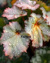 25 Begonia Champagne Bubbles Flower Plant Seeds Fresh Garden - $13.50