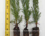 3 Giant Sequoia Trees - California Redwood -  Potted - 8&quot;- 12&quot; Tall Seed... - $32.62