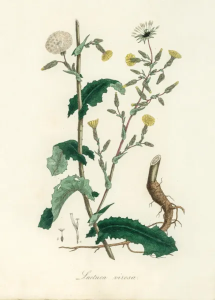 Wild Lettuce (Lactuca Virosa) Medicinal Herb 100+ Seeds Garden - £8.67 GBP