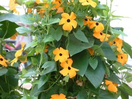 25 Seeds Susie Orange WEye Black Eyed Susan Vine Thunbergia Seeds - £23.14 GBP