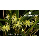 OCTOMERIA GRAMINIFOLIA SMALL ORCHID MOUNTED - $34.71