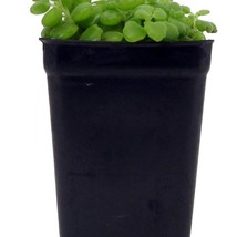 Pillow Plant Plectranthus Prostratus 2.5 Inch Pot Fresh Gardening Beautiful - $25.35