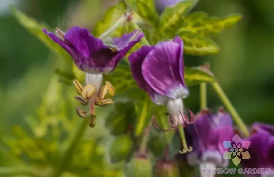 25 Conny Broe Geranium Seeds Planting Fresh Seeds Gardening USA - £9.65 GBP