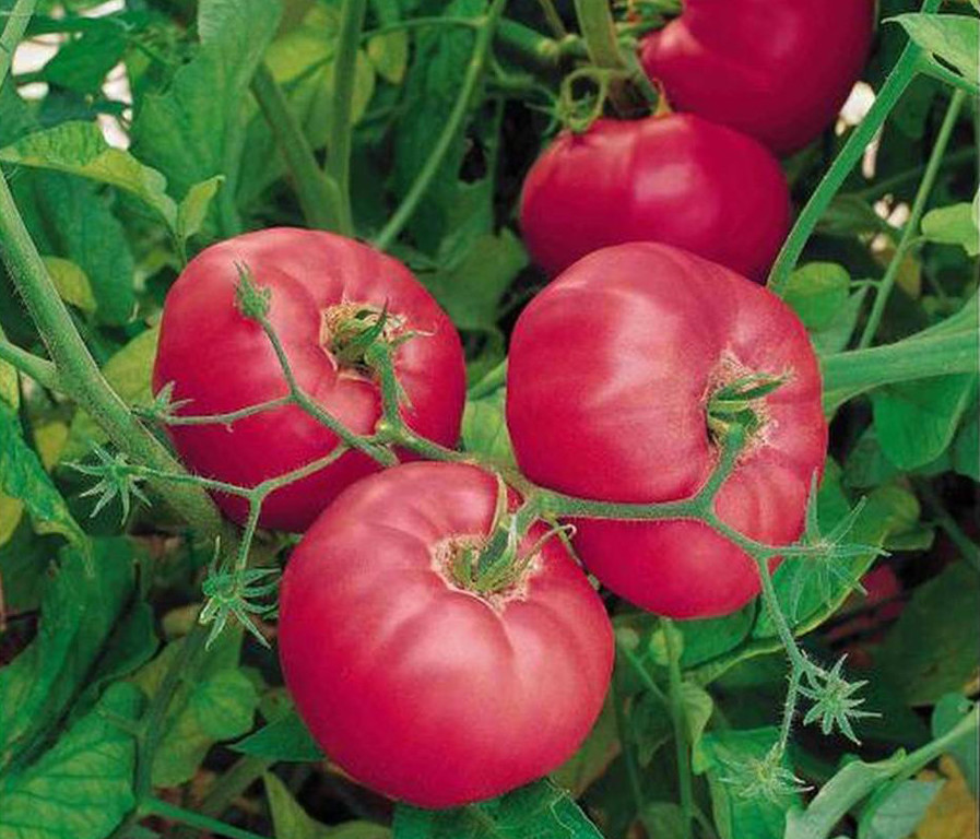 100 seeds Hybrid Rose Pink Big Tomato Seeds, Tasty Rich Tasty Flavor Tomato