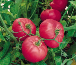 100 seeds Hybrid Rose Pink Big Tomato Seeds, Tasty Rich Tasty Flavor Tomato  - £7.86 GBP