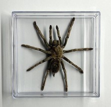 Real Tarantula Spider Specimen in Clear Acrylic Display - £43.96 GBP