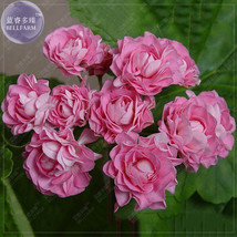 Fresh 10 Seeds Geranium Seeds &#39;Apple Bloom Rosebud&#39; Pink Color Big Blooms Bonsai - £5.34 GBP