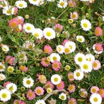 20 Organic Erigeron Daisy - Erigeron Karvinskianus Profusion Flower Seeds - £7.55 GBP